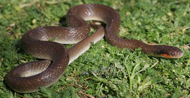 herald snake is common in Kisii highlands but mistaked to be a cobra.