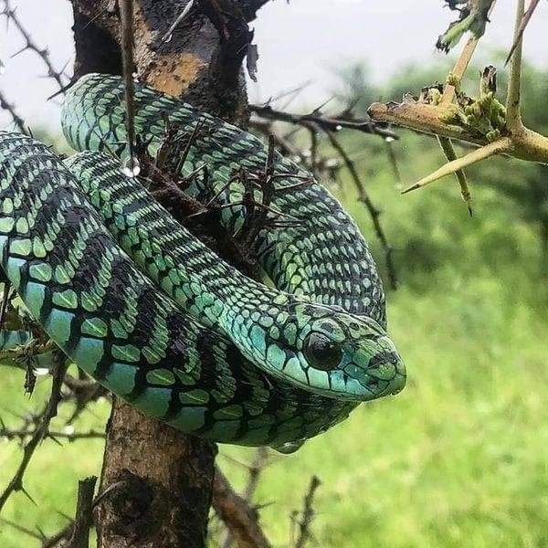 Boomslang Snake