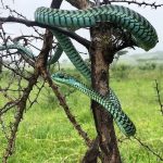 Boomslang Snake