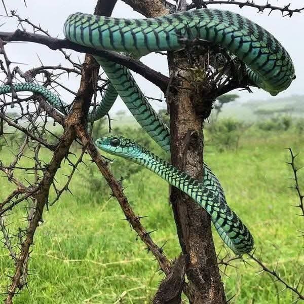 Boomslang Snake