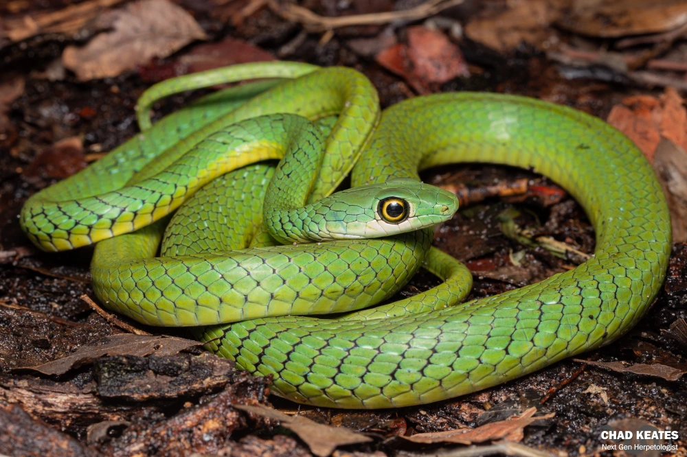 Another common snake in kisii known as the spotted bush snake people mistake it to be a green mamba